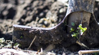 shovel in garden soil with green buds sprouting